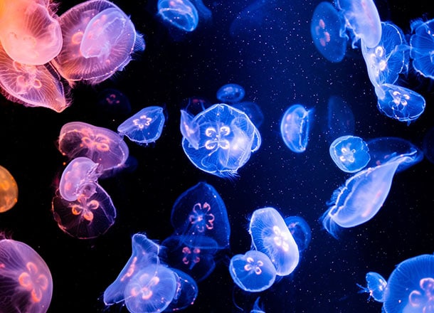 夜の水族館を貸切！生き物たちとの急接近で、これまで知らなかった意外な一面を「みる」。1