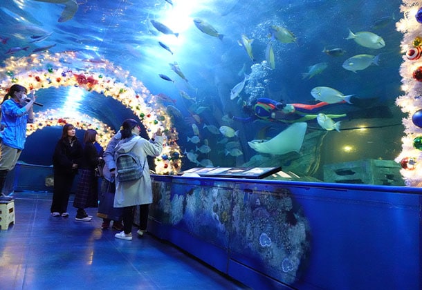 夜の水族館を貸切！生き物たちとの急接近で、これまで知らなかった意外な一面を「みる」。4