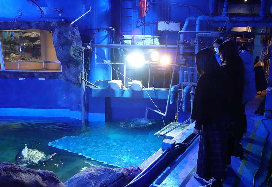 夜の水族館を貸切！生き物たちとの急接近で、これまで知らなかった意外な一面を「みる」。5