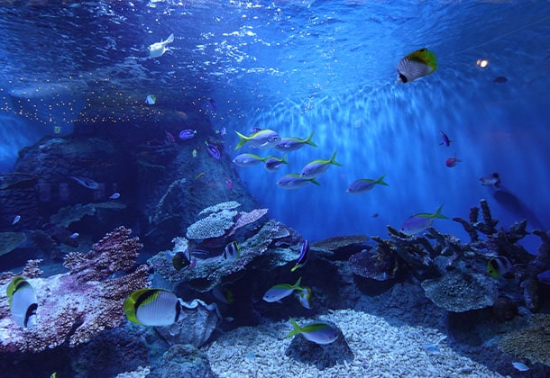 夜の水族館を貸切！生き物たちとの急接近で、これまで知らなかった意外な一面を「みる」。6