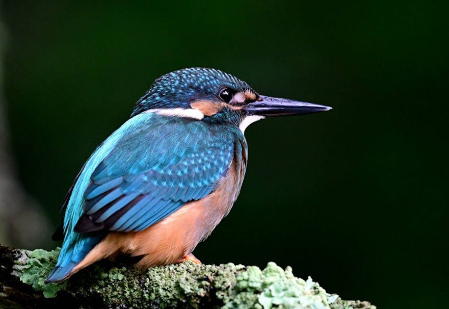 夜の水族館を貸切！生き物たちとの急接近で、これまで知らなかった意外な一面を「みる」。5