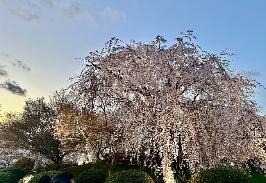 京都祇園の夜桜を貸し切り。歴史ある洋館でディナーをしながら「みる」。5